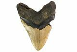 Fossil Megalodon Tooth - + Foot Prehistoric Shark #147789-2